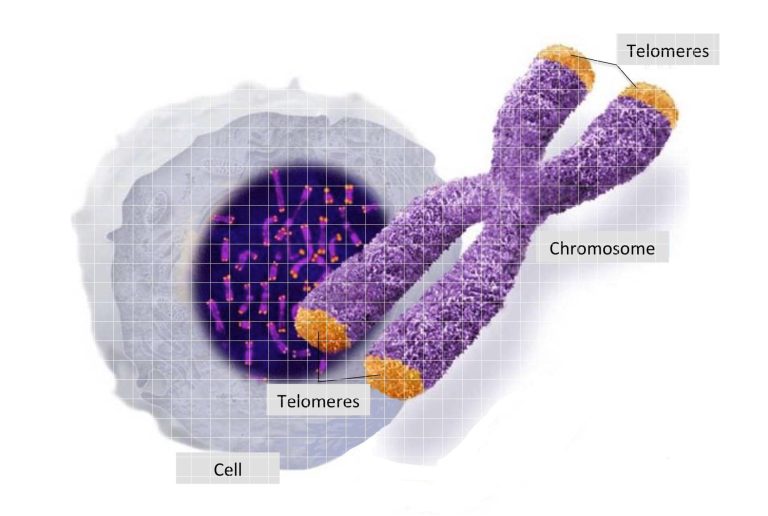 Telomerasi e invecchiamento cellulare
